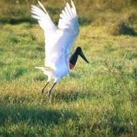 Profile Picture of Leonidas Rodriguez (@a17cdc4612564ae) on Twitter