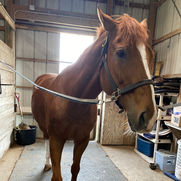 Profile Picture of Melissa Daeschner (@mdash873) on Poshmark