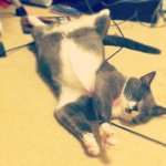 Profile Picture of Roscoe Wade (@roscoe_thecat_wade) on Instagram