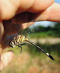 Profile Picture of Macrothemison Wikipedia