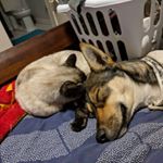 Profile Picture of Wade Richardson (@izzybucketdog) on Instagram