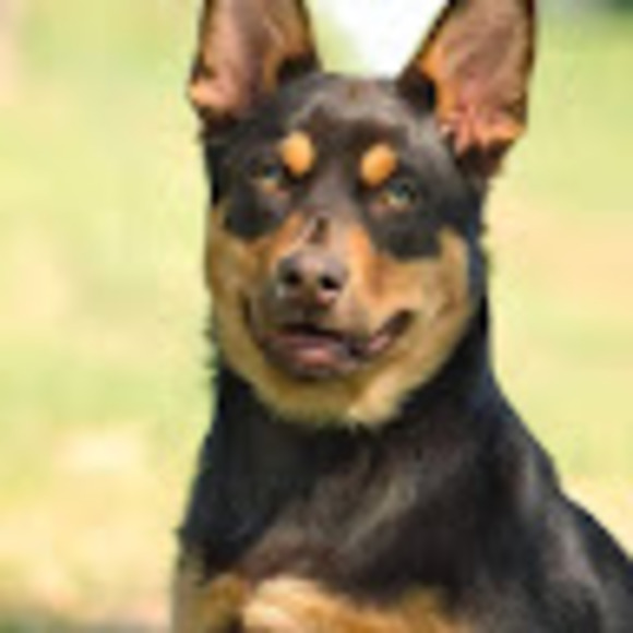 Profile Picture of Christine Trudel (@lamaitrechien74) on Poshmark