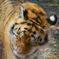 Profile Picture of Jaimee Wolfe (@jaimee-wolfe-1) on Quora