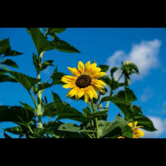 Profile Picture of Addison Prybylski (@adp1930) on Poshmark