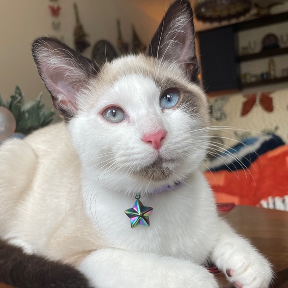 Profile Picture of Bean B (@racoonsofdoom) on Poshmark