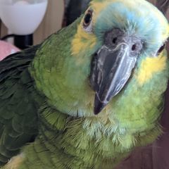 Profile Picture of Paula Ostrander (@paula.ostrander) on Tiktok