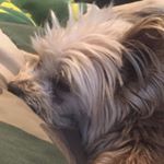 Profile Picture of Toby Templet (@tobe_jamesrt) on Instagram