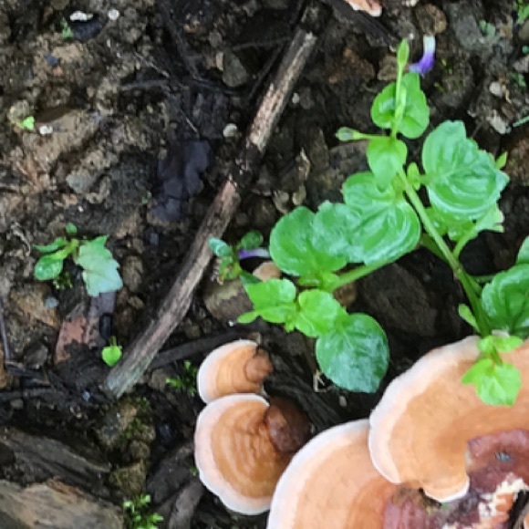 Profile Picture of Jazz Beecham (@jazzbeecham) on Poshmark