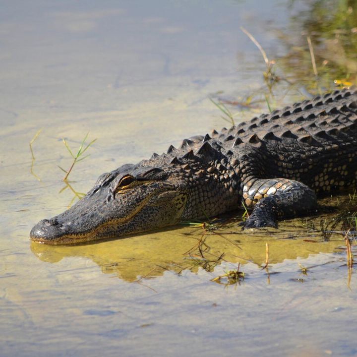 Profile Picture of jared beller (@jared.beller) on Tiktok