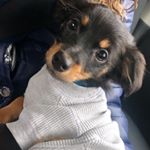 Profile Picture of Carlos lee (@carlos_lee_the_chihuahua) on Instagram