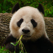 Profile Picture of Steve Olsen (@imahungrypanda) on Youtube