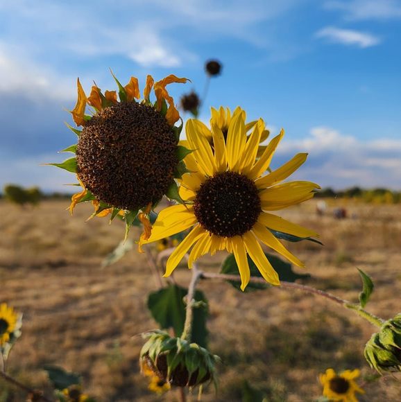 Profile Picture of Nicole Duprey (@luciouslj) on Poshmark