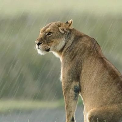 Profile Picture of Adarsh Singh (@Adarshpal10) on Twitter