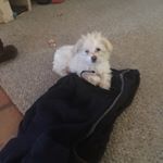 Sandra Hintz - Instagram Profile Picture of Sandra Hintz (@swhov) on Instagram