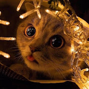 Profile Picture of Alena Shinal (@alenashinal3194) on Youtube