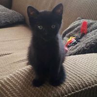 Derek Morelli - Pinterest Profile Picture of Derek Morelli (@kingswood00) on Pinterest