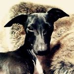 Profile Picture of Milo Max and Ralph (@milomaxandralph) on Instagram