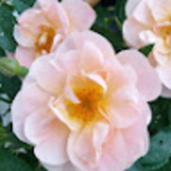 Profile Picture of Leann Willenbring (@lswill36) on Poshmark