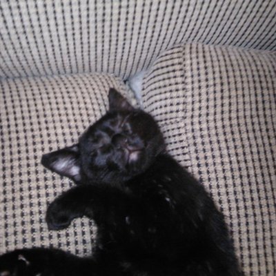 Profile Picture of Ben Thiessen (@BenWowbones) on Twitter