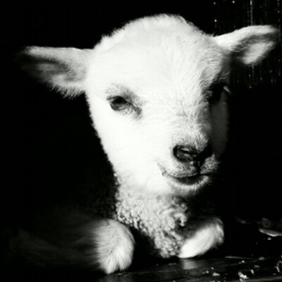Profile Picture of Jo Dunlop (@JoDunlop1) on Twitter