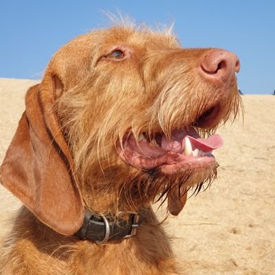 Profile Picture of Lorraine Harper (@raynaharper) on Twitter