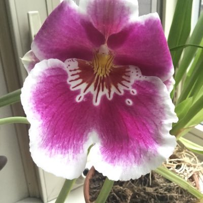 Profile Picture of Lynn Hack (@LynnHack6) on Twitter