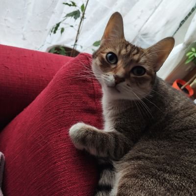 Profile Picture of Jeff Picard (@jeff_picard) on Twitter