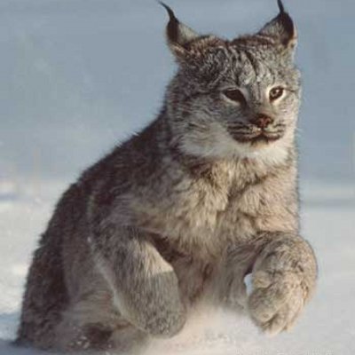 Profile Picture of Bogdan Ivanov (@bogdan_wa) on Twitter