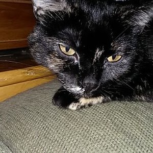 Profile Picture of Sarah McHenry (@SarahMcHenry11) on Twitter