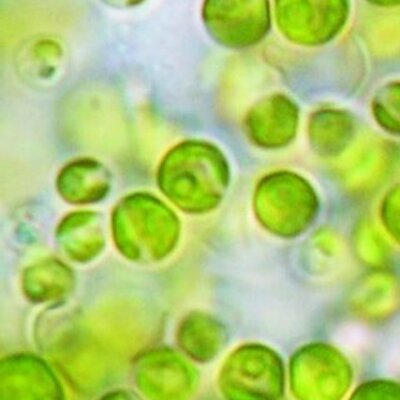 Profile Picture of Roberta Fisher (@EvoBerti) on Twitter