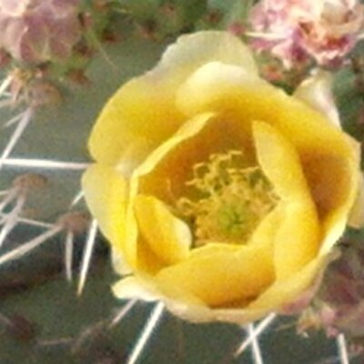 Profile Picture of Cheryl O'Connell (@@OConnellCheryl) on Twitter