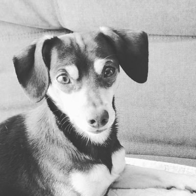 Profile Picture of David Andres Acosta Liscano (@DavidandresAco5) on Twitter