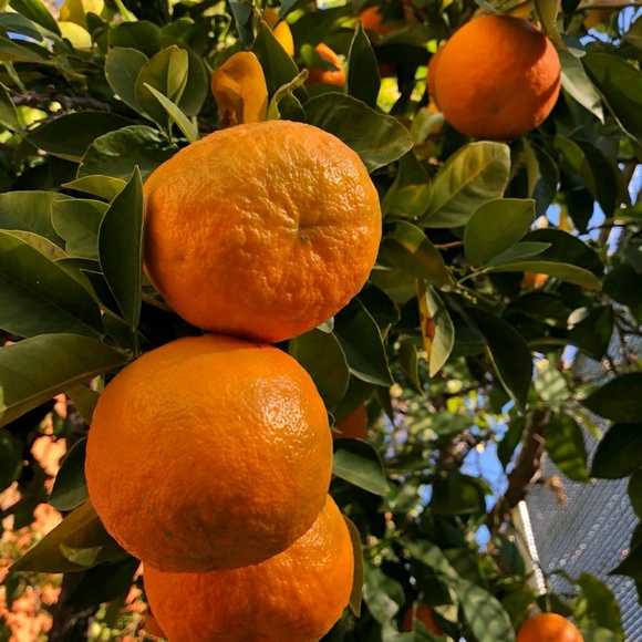 Profile Picture of Nika Reinecke (@narenj) on Poshmark