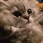 Profile Picture of Rosa Di Vincenzo (@rosadi.vincenzo) on Instagram