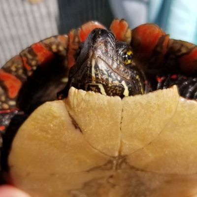 Profile Picture of Brendan Huff (@MBernuch) on Twitter
