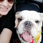 Profile Picture of Aaron (@aaron_bulldoging) on Instagram