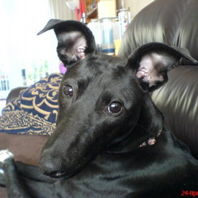 Profile Picture of Andy Denyer (@roguelurcher) on Twitter