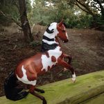 Profile Picture of Breyers Crystal Creek Stables (@crystal_creekstables) on Instagram