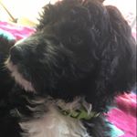 Profile Picture of Ty Swartzwelder (@sportytyguy11) on Instagram