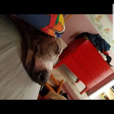 Profile Picture of Tom Jonsson (@Woofie450) on Twitter