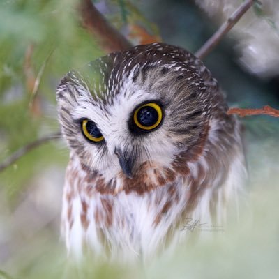 Profile Picture of Brian J. Houle (@KeeblerHunts) on Twitter