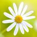 Profile Picture of Lisa Nunemaker (@lillalisa7) on Pinterest