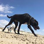 Profile Picture of Oliver Wright (@olliedagoodboy) on Instagram