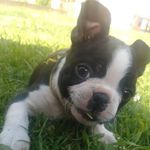 Profile Picture of GIno Mattioli (@ginomattiolibostonterrier) on Instagram