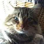 Bonnie Swart - Instagram Profile Picture of Bonnie Swart (@bonnieswart) on Instagram