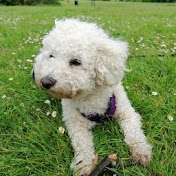 Profile Picture of Alistair Blake (@MrLillywhite2011) on Youtube