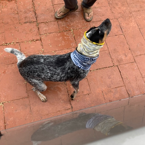 Profile Picture of Justin Aboujaoude (@justin84396) on Poshmark