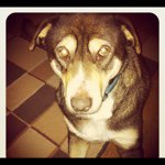 Profile Picture of Chris Thomason (@dawgfan1973) on Instagram