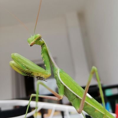 Profile Picture of Mário Silvério (@MrioSilvrio4) on Twitter