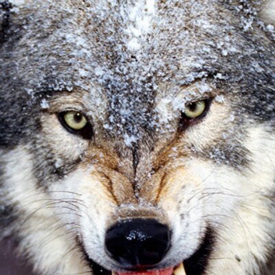 Profile Picture of Herbert Lloyd (@bearman1955) on Twitter
